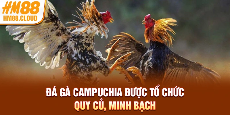 Đá gà Campuchia được tổ chức quy củ, minh bạch