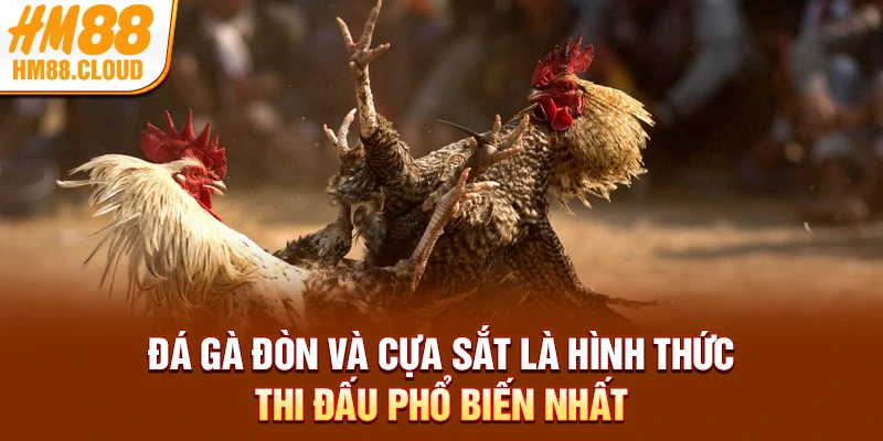 Đá gà đòn và cựa sắt là hình thức thi đấu phổ biến nhất