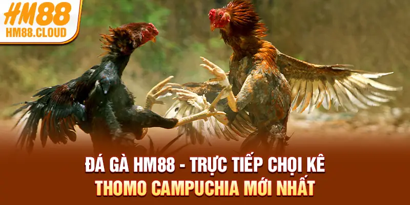 Đá Gà HM88 - Trực Tiếp Chọi Kê Thomo Campuchia Mới Nhất