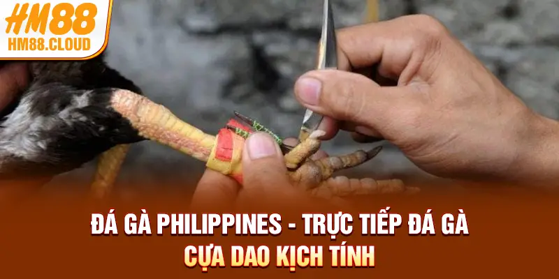 Đá Gà Philippines - Trực Tiếp Đá Gà Cựa Dao Kịch Tính