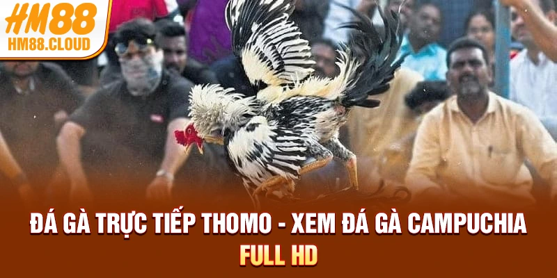 Đá Gà Trực Tiếp Thomo - Đấu trường Campuchia Full HD