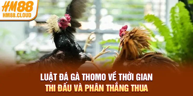 Luật đá gà Thomo về thời gian thi đấu và phân thắng thua