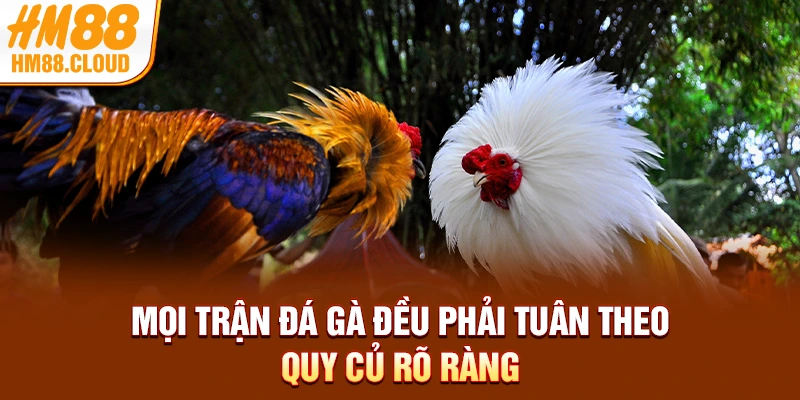 Mọi trận đá gà đều phải tuân theo quy củ rõ ràng