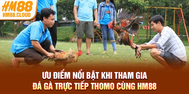 Ưu điểm nổi bật khi tham gia đá gà trực tiếp Thomo cùng HM88